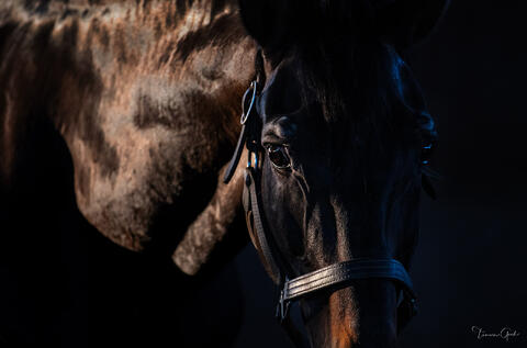 Dramatic close-up horse portrait with chiaroscuro lighting highlighting eye and face against dark background fine art photography