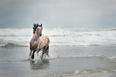 Spotted Gypsy stallion with leopard coat pattern running through ocean surf, splashing water, coastal equine action photography