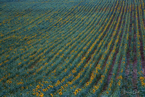 Sunflower Fields of France
