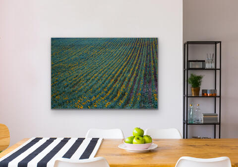 Sunflower Fields of France print hanging