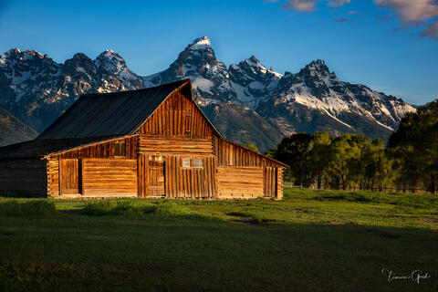 Historic Moulton Barn on Mormon Row in warm morning light, Grand Teton peaks behind, green meadow, Wyoming landscape fine art photography by Tamara Gooch.