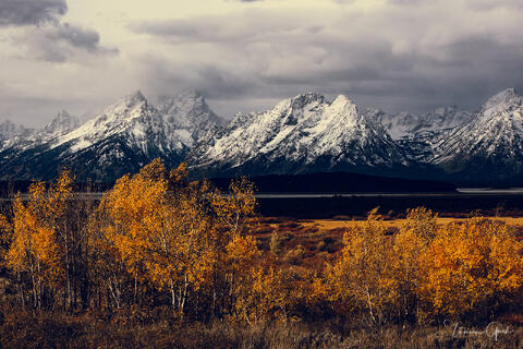 Fine art limited edition print of stunning fall color set against the Teton Mountains in Grand Teton National Park.