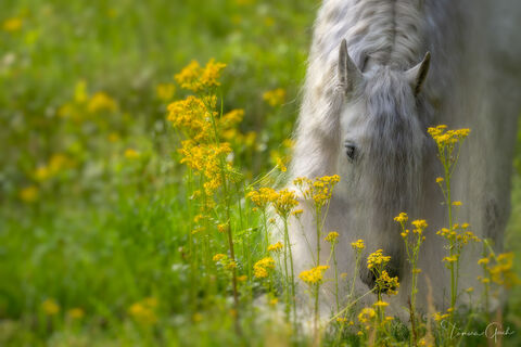 A fine art photograph of a beautiful white horse with a long mane in bright yellow spring wildflowers.