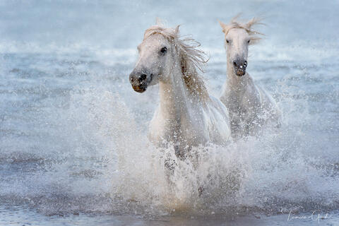 Photo wall art work of the white horses of the Camargue. Gallery quailty, custom options available.