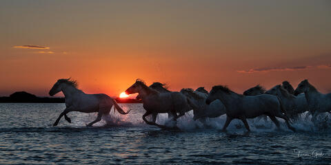 White Camargue horses galloping through shallow water at blazing orange sunset, silhouetted against fiery sky, equine fine art photography by Tamara Gooch.