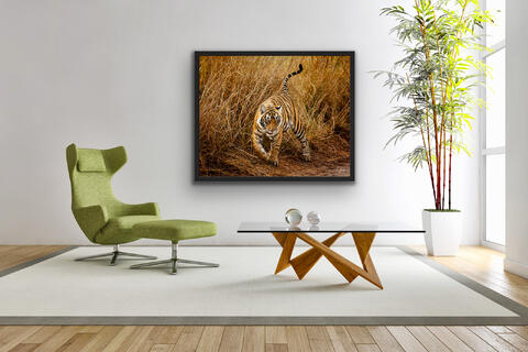 Fine, Art, Limited, Edition, print, framed, Tiger, wild, India, grassland, livingroom, sitting room, wildlife, photography, big...