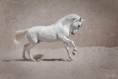 White Lusitano stallion performing elevated movement with dust rising in arena athletic equine fine art photography