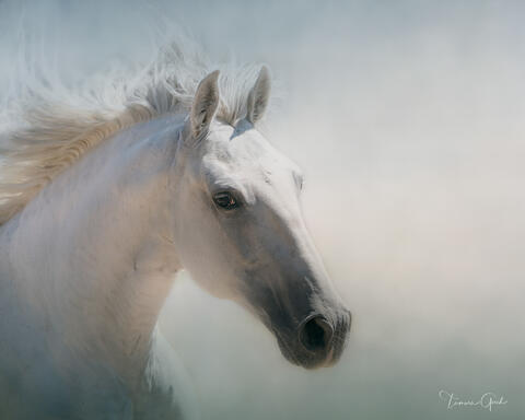 Lusitano Horse Portrait