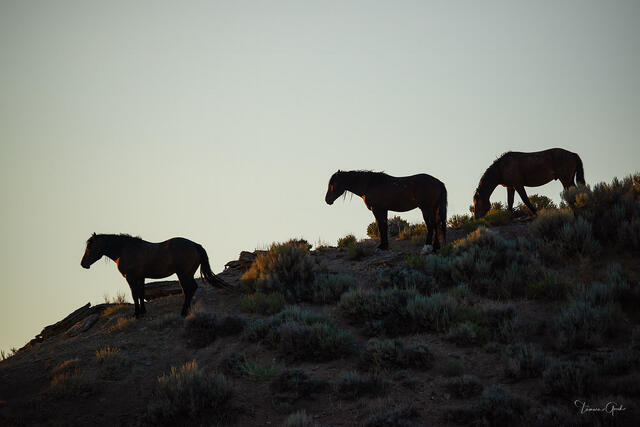 Three wild mustangs silhouetted on a Wyoming ridge at dusk, warm rim light, sagebrush slope, pale evening sky, fine art photography by Tamara Gooch.
