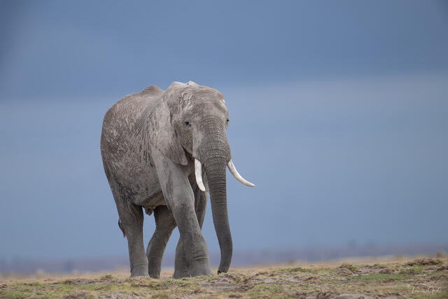 Storm Walker — African Elephant, Tanzania, Africa print