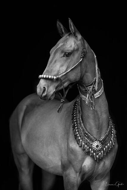 Akhal-Teke Horse print