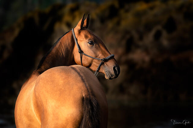 Distinquished Akhal-Teke Horse print