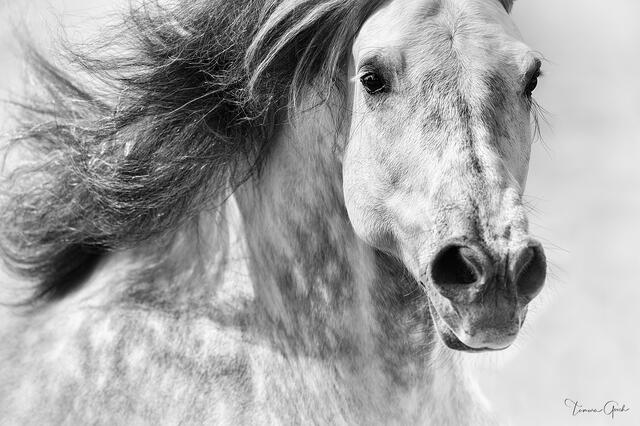 Black and white close portrait of a dapple grey Andalusian stallion, mane flying, intense gaze, fine art equine photography by Tamara Gooch.