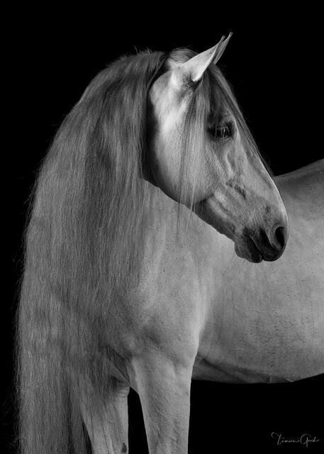 Andalusian Horse in Black and White