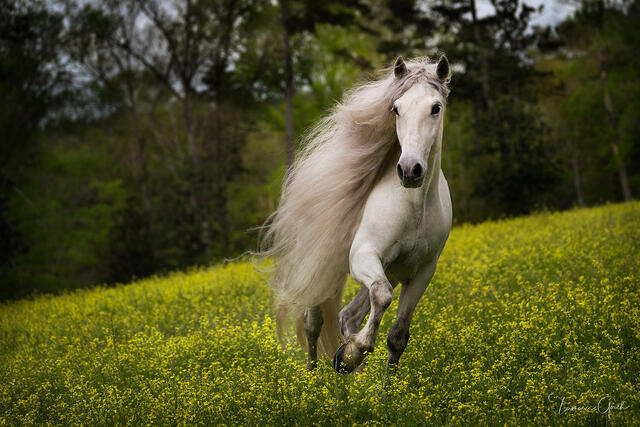 Vibrant fine art photograph of a white Andalusian horse galloping through a field of yellow flowers by Tamara Gooch.