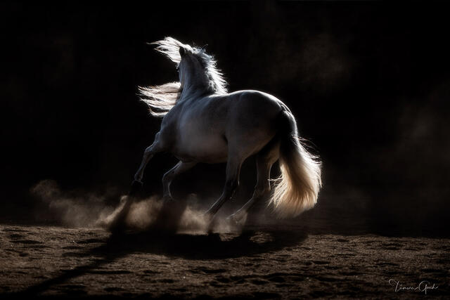a photograph of a horse spinning around at liberty in low light in an indoor arena.