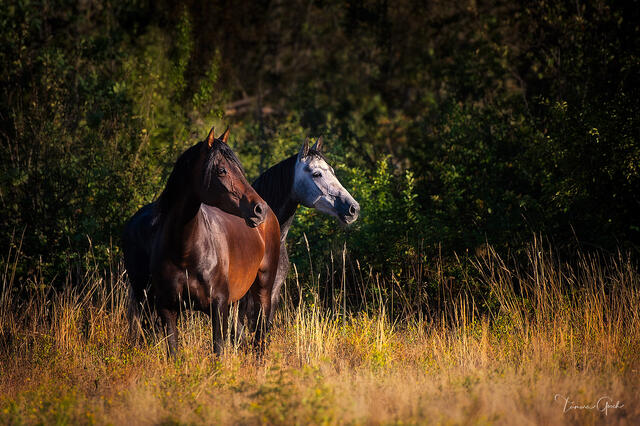 Bay and dapple grey Andalusian horses standing together in golden evening light, tall grass and dark forest behind, fine art equine photography by Tamara Gooch.