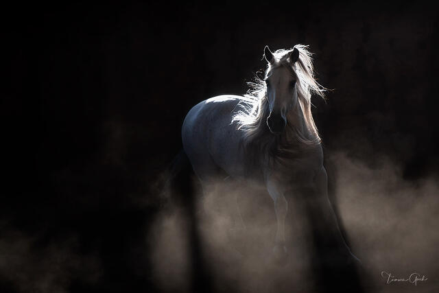 Andalusian Horse print