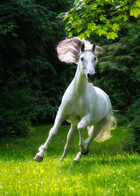 White Andalusian mare galloping through green summer meadow, mane streaming sideways, lush forest backdrop, fine art equine photography by Tamara Gooch.