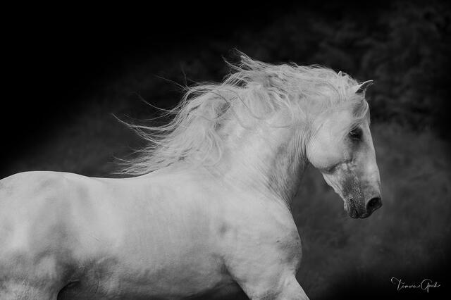 White Andalusian stallion in motion, long mane streaming, luminous against a dark smoky background, black and white fine art equine photography by Tamara Gooch.
