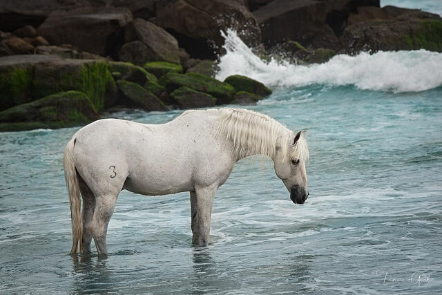 Horses and the Sea print