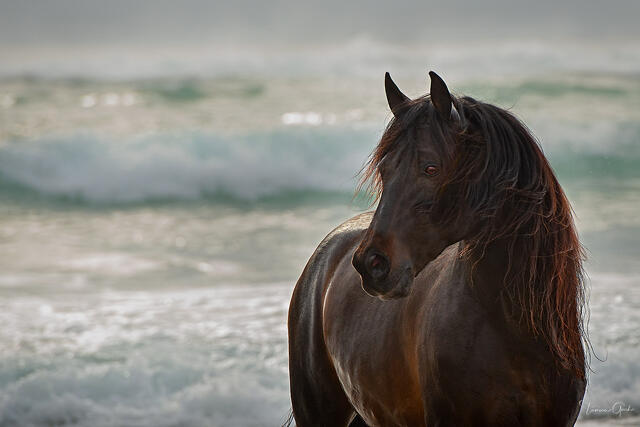 Black Andalusian stallion standing at ocean's edge with turquoise waves in background in coastal fine art equine photography