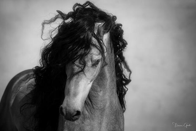 Black and White fine art limited edition photograph of a Andalusian stallion
