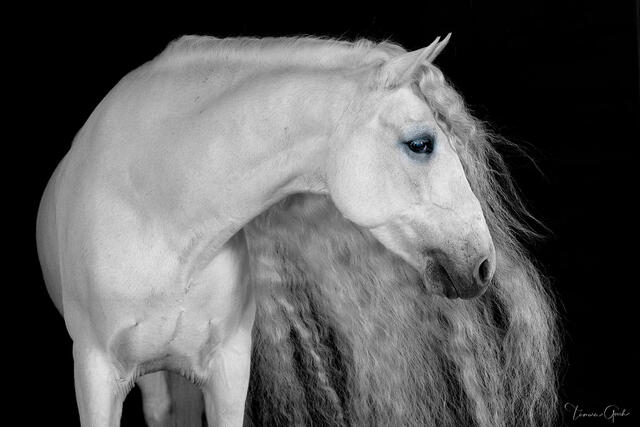 Andalusian Dreams print