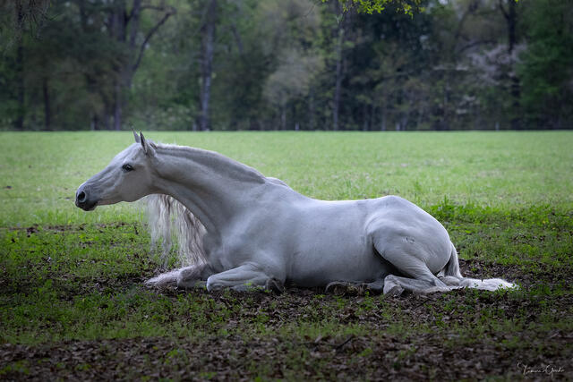 Tranquility