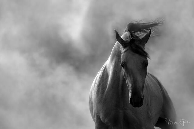 Arabian Horse In Dust