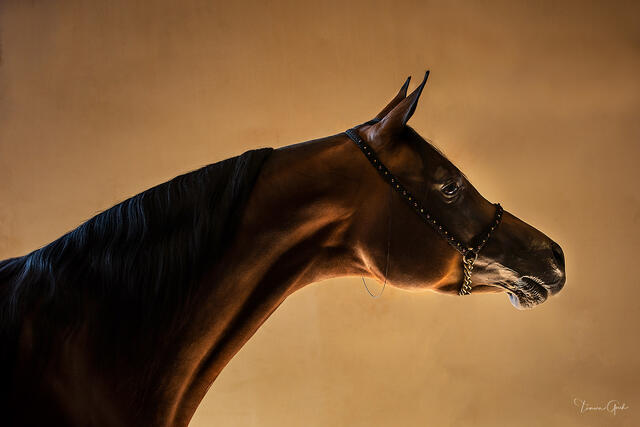 Dark bay Arabian horse in dramatic amber studio light, beaded halter, profile portrait against warm background, equine fine art photography by Tamara Gooch.