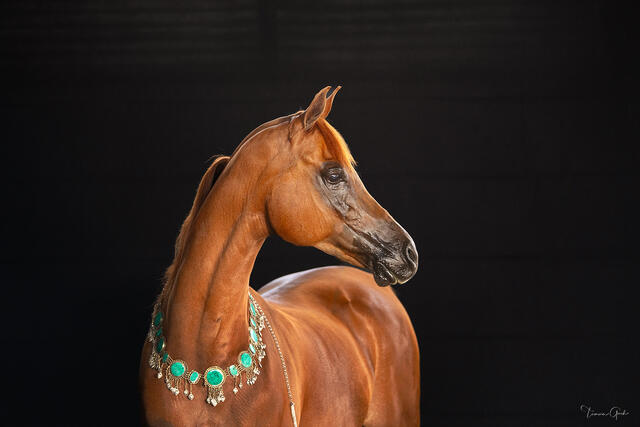 Chestnut Arabian horse adorned with emerald and gold jeweled necklace, arched neck in profile against absolute black background, fine art equine photography by 