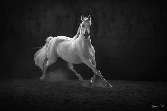 White Arabian stallion cantering through dust against a dark background, full body black and white fine art equine photography by Tamara Gooch.

