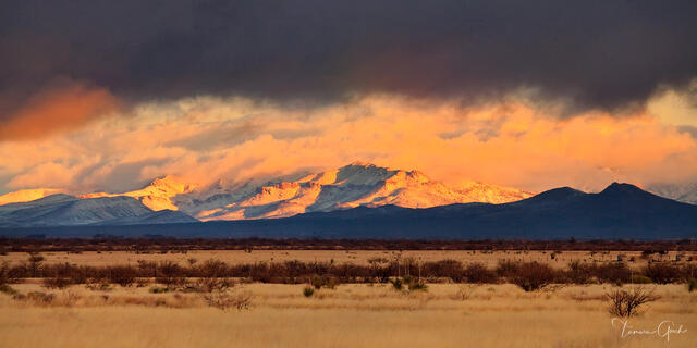 Winchester Gold: Southern Arizona Storm print