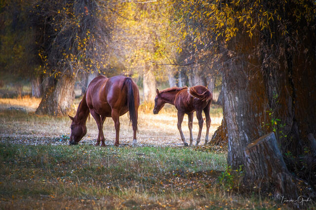 Chestnut mare grazing beneath golden autumn trees with young foal beside her, dappled light, painterly fine art equine photography by Tamara Gooch.