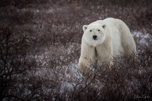 Autumn Polar Bear