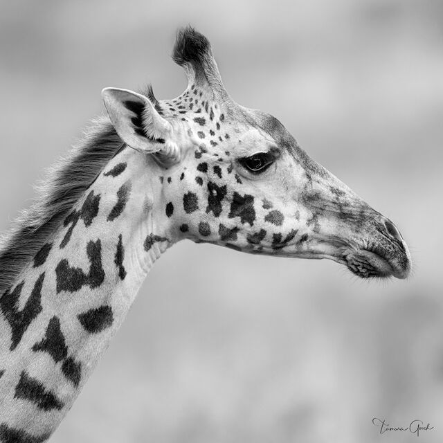 Black and white fine art limited edition wildlife photograph of a giraffe facing to the right by Tamara Gooch.