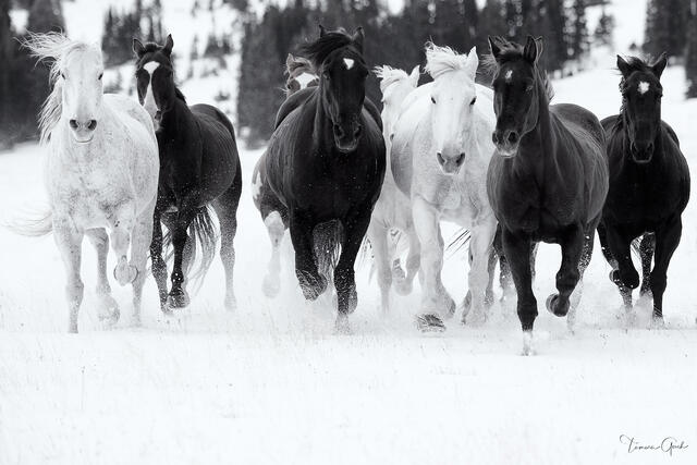 Black and white fine art photography of a herd of black and white horses galloping through deep snow.