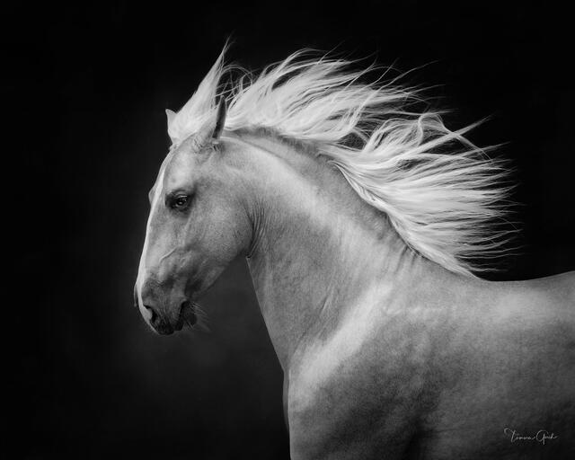 A black and white photo print for sale of a Lusitano horse with flying mane.