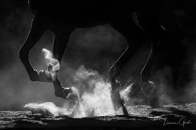Powerhouse Horse print