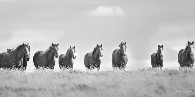 Free on the Range — Wyoming Wild Horses, print