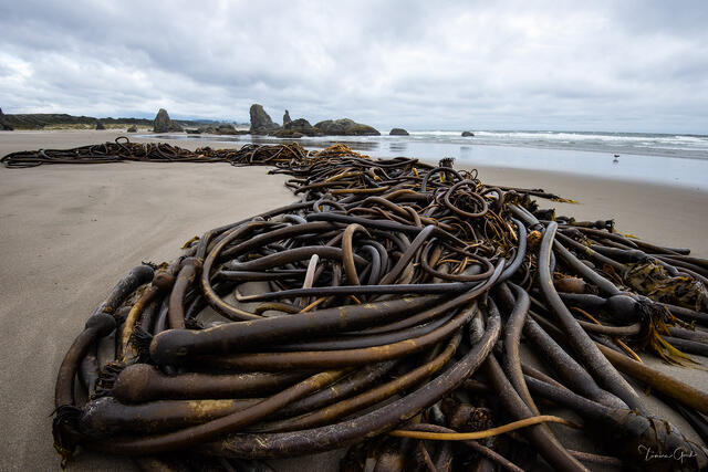 Color fine art photo of a massive tangle of bull kelp washed ashore on Bandon Beach, sea stacks and overcast sky behind, Oregon Coast.