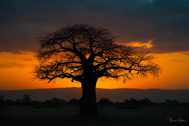 Tree of Life