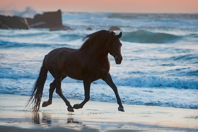 Dark stallion galloping on beach at twilight with ocean waves and pink sunset sky in coastal fine art equine photography print.