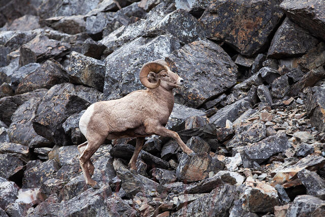 Talus King — Bighorn Ram, Montana Fine Art Print print