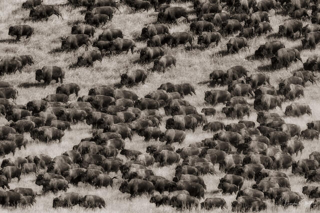 Black and white fine art photography of a large bison herd moving across a grassy field.