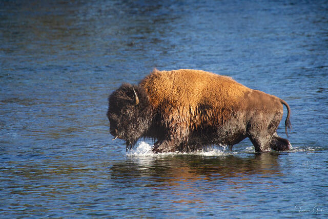 River Crossing — Bison, Yellowstone River, Wyoming print