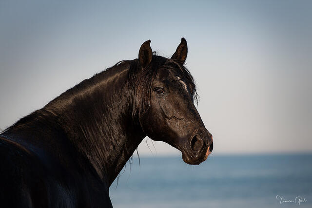 Black Andalusian stallion in close profile portrait against a pale blue Mediterranean ocean and sky, France, fine art equine photography by Tamara Gooch.