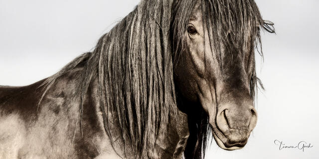 Black wild mustang with heavy long mane in close panoramic portrait against pale sky, Wyoming open range, fine art photography by Tamara Gooch.
