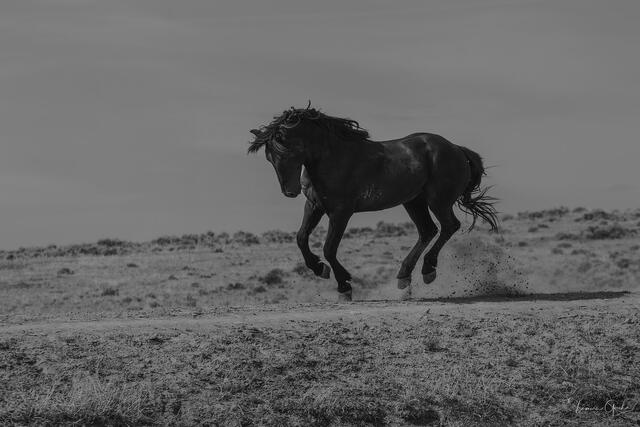 Black wild mustang stallion galloping across open desert range, dust flying, black and white, Wyoming, fine art photography by Tamara Gooch.